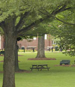 Photo: Green in the Grove
