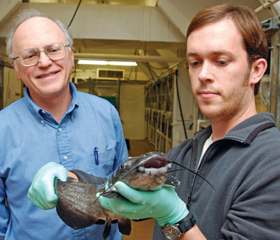 Dr. Chinchar observes as Dr. Stafford examines a catfish