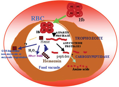 Diagram demonstrating the process of hemoglovin degradation by malaria parasite